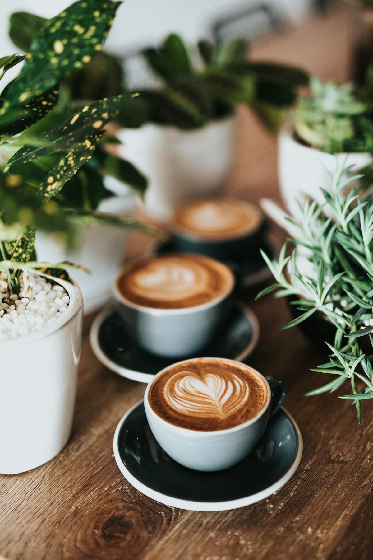 lattes on the bar